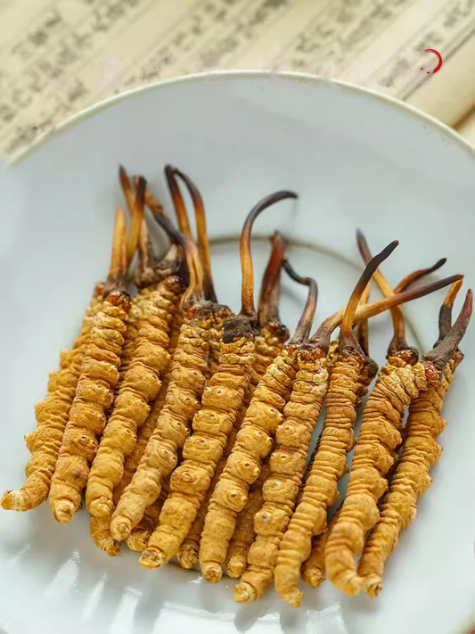 Cordyceps sinensis 5g