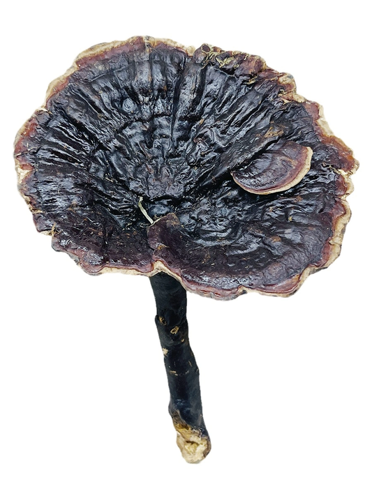 Wild Lucid Ganoderma